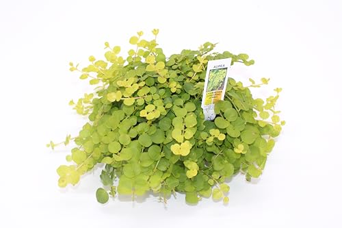 Samson Botanicals Lysamachia Aurea Golden Moneywort Creeping Jenny Yellow Green Foliage Hardy Perennial Groundcover Ideal for Covering Bare Areas