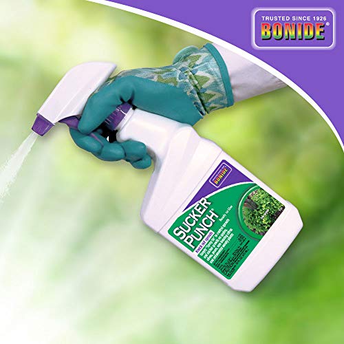 Bonide (Bnd2761) - Ready To Use Sucker Punch, Stop Suckers Sprouting From Roots And Pruning Cuts (16 Oz.) & Preen Extended Control Weed Preventer - 4.93 Lb. Bottle - Covers 805 Sq. Ft. #TOP3