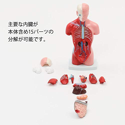 Amazon.co.jp: 内臓模型 (15パーツ) 26cm [ 人体模型 内臓模型 人体
