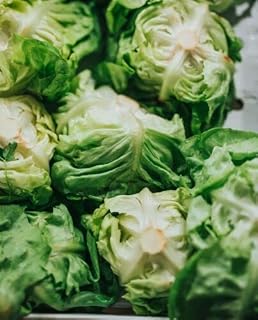 Lettuce Seeds - Winter Density - 400 Fresh Seeds - UK OverWinter Winter Hardy Lettuce