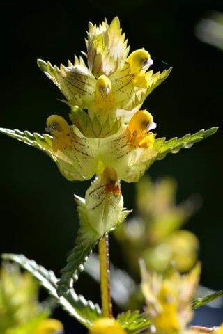 Goren Farm's Yellow Rattle Seed 20grams (6000 Seeds Approx), 2024 Harvest