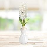 Carnegie Hyacinth Flower Forcing Kit | Grow Your Own Indoor Flowers