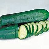 CUCUMBER, LONG GREEN IMPROVED, HEIRLOOM, 500 SEEDS, GREAT FOR SALADS