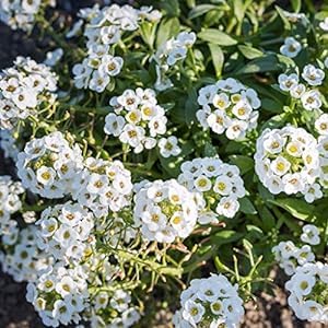 alyssum live plant garden home garden with black pot