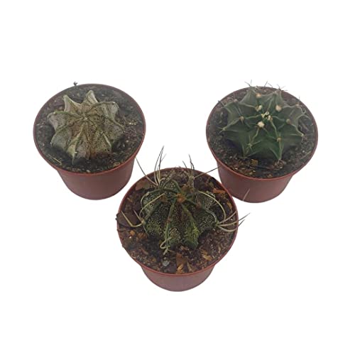 Rare Gymnocalycium, Moon Cactus Assortment, Goat's Horn, Bishop's Cap, Set Of 3 In 3 Inch Pots, Very Limited Chin Cacti #TOP6