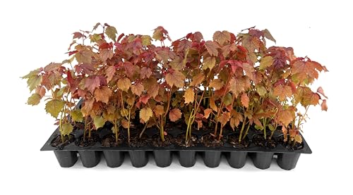 Red Leaf Hibiscus | 3 Live Plants | Hibiscus Acetosella