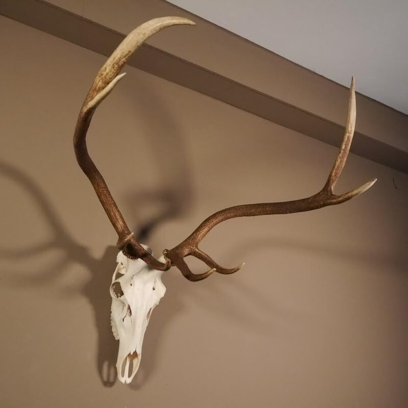 GTK - Geweihe & Trophäen KRUMHOLZ 8 Ender Rothirsch Geweih mit ganzer Nase und ganzem Oberkiefer Höhe 117 cm Hirschgeweih Hirsch #70.841