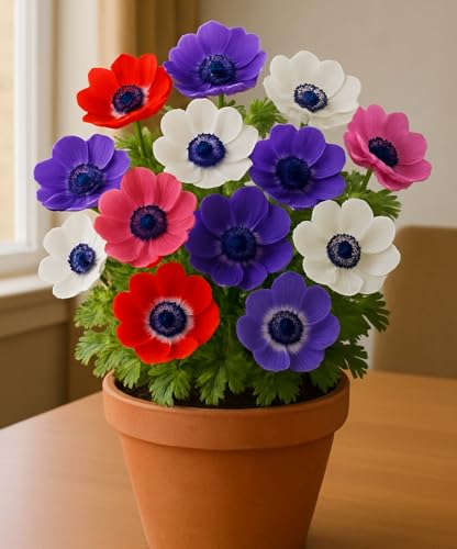 10 Anemone De Caen Flower Bulbs for Growing, Force Indoors