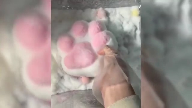 Amazon.com: 1pcs Purple Big 5in Squishy Cat Paw Squeeze Toys