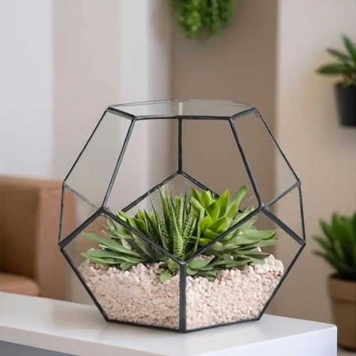 Plantes aériennes et succulentes sublimées dans leur cube - 4