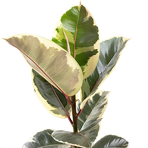 Gummibaum - Ficus elastica 'Tineke', Höhe ca. 50cm, Topf-Ø 17cm