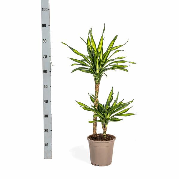 Dracaena deremensis Rikki Drachenbaum 70-90cm 19cm Zimmerpflanze pflegeleicht grüne Blattpflanze für Wohnzimmer Büro Flur dekorative Grünpflanze