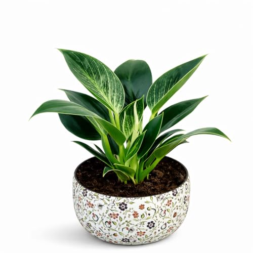 Image of Amulya Farms Indoor Plants for Home | Philodendron Birkin Live Plant in Floral Print Metal Pot | Low Maintenance Air Purifying Plants For Home.