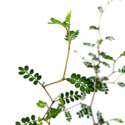 Amazon｜ソフォラ リトルベイビー 苗 観葉植物 メルヘンの木｜観葉植物