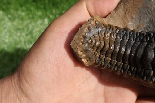 Image of Trilobite Crotalocephalina Trilobite Fossil Trilobites Rock Trilobite Fossils from Morocco Trilobite Fossil Trilobite A237