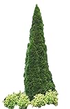 Emerald Arborvitae - Live Evergreen Plant Shipped 1 to 2 Feet Tall by DAS Farms