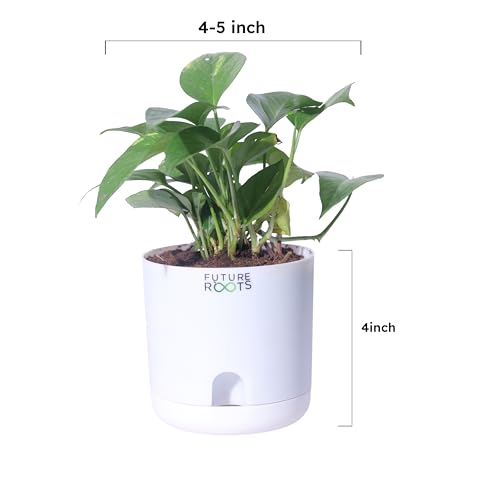 Image of Future Roots Good Luck Golden Money Plant with Self Watering Pot - Air Purifying Indoor Live Feng Shui Plant for Home, Living Room, Kitchen, Office Desk, Bedroom Decor