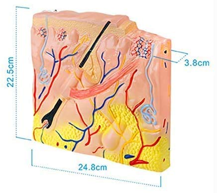 Struttura della Pelle Modello - Aereo Struttura della Pelle Modello Modello Anatomico Modello Anatomico Modello Anatomico Modello Anatomico - per Studio Display Modello Medico, Forniture ...