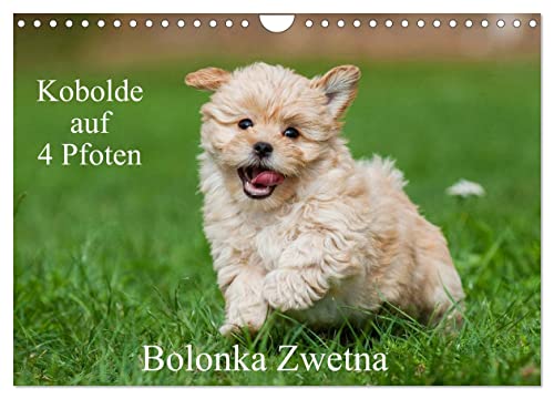 Kobolde auf 4 Pfoten - Bolonka Zwetna (Wandkalender 2026 DIN A4 quer), CALVENDO Monatskalender:...