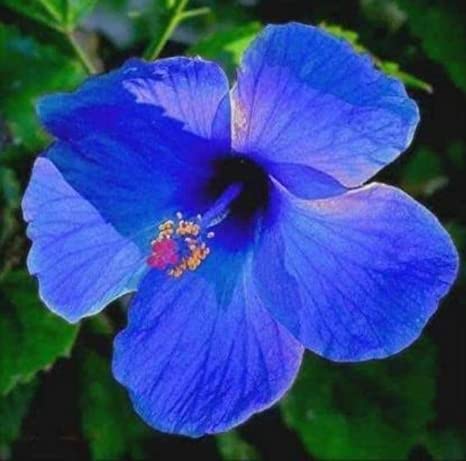 EROANVIA BLUE HIBICUS FLOWER PLANT HYBRID GUDHAL TREE 17 INCH TEAL PB53 (B0BTPTTBFD) Amazon Price History, Amazon Price Tracker