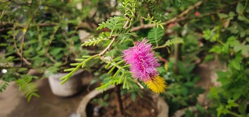 Image of Zxxyanbi Rare Live Indian Good Luck Shami (Prosopis cineraria) Flowers Plant (Height-1-2 Feet) Shami Original Hybrid Variety Lucky Plant For Home Garden Outdoor /Indoor Live Tree | Easy Care |