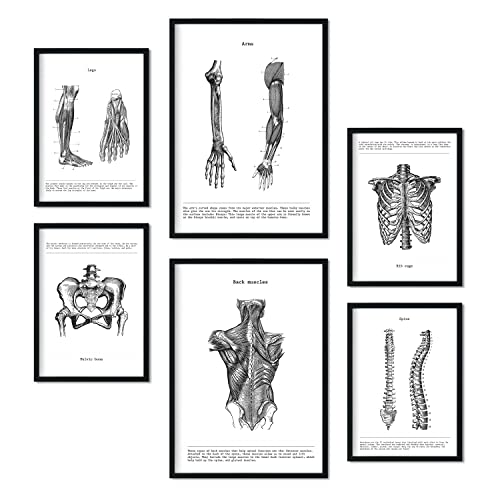 Nacnic – Set de 6 láminas de anatomía humana Músculos y huesos (Espalda, pierna, brazo, columna, pelvis, costillas). Posters ideales para clínicas. Tamaños A3 y A4, sin marco.