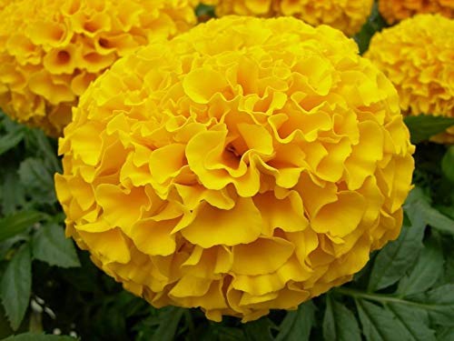 VIBEX-® XXX-173-African Marigold Flower Seeds (B08X3G18ZG) Amazon Price History, Amazon Price Tracker