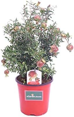 Natural Pomegranate Tree - Punica Granatum - a plant that can be ...