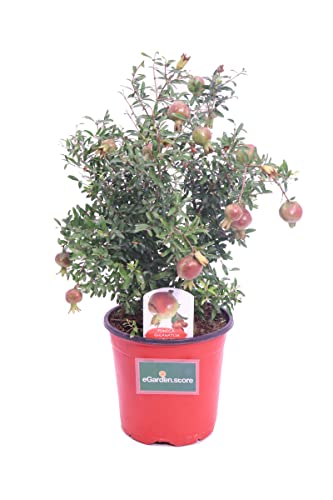 Árbol Natural del Granado - Punica Granatum - una Planta que se P...