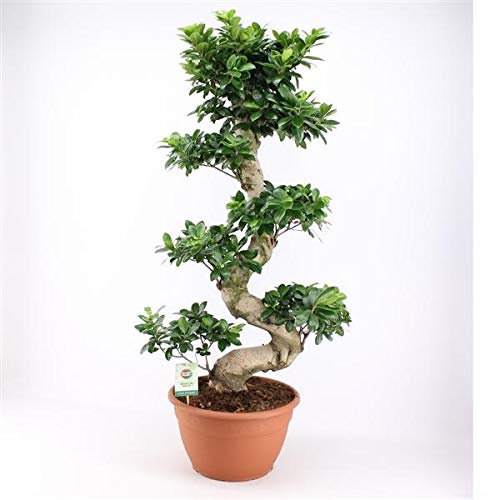 Bonsai Ficus Microcarpa Ginseng (S-Form) – 80-100 cm – Pflegeleichte Zimmerpflanze, ideal für Anfänger, Wohn- und Büroschmuck Bonsai Ficus Microcarpa Ginseng (S-Form) – 80-100 cm – Pflegeleichte Zimmerpflanze, ideal für Anfänger, Wohn- und Büroschmuck