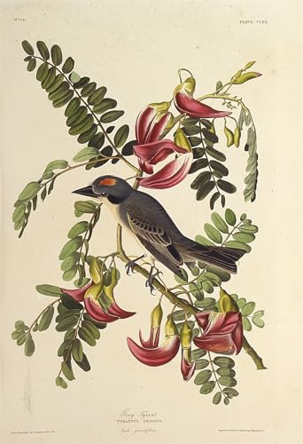 Poster Tyran gris oiseaux d'Amérique John Audubon Graffiti pour Décoration de Bureau Moderne