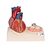 3B Scientific G01 Heart model Natural Size - 3B Smart Anatomy
