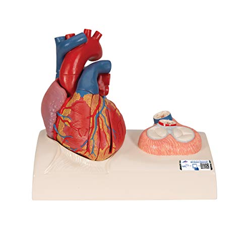 Modelo de corazón magnético 3B Scientific de tamaño real con 5 piezas desmontables