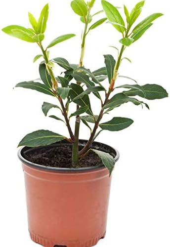 20 pcs Bay Leaf Plant Seed