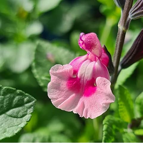 Salvia microphylla ‘Angel Wings’- Salvia That is Ready to Plant Out- Comes Back Every Year (Hardy) - Flowers from Summer to Autumn- Loved by Bees (Middleton Nurseries) (P9(9cm Pot)) Cover