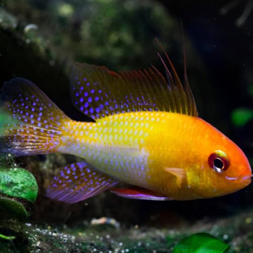 Trio German Gold Ram Cichlid 1-1.25Inch. Live Freshwater Aquarium Fish – Vibrant Color – Peaceful Dwarf Cichlid – Perfect for Planted & Community Tanks.