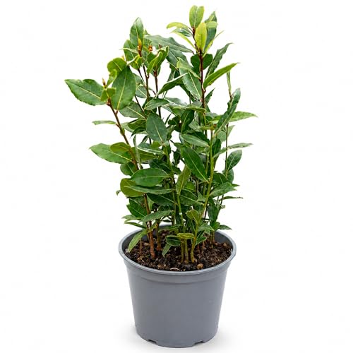 Laurus Nobilis Bay Laurel - Evergreen Garden Shrub Culinary Herb - Ideal for Cooking or Ornamental Topiary - 14cm Pot (30-40cm)