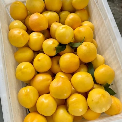 Semillas de nectarina, semillas de enanos resistentes balcón columnar huerta invernaderos balcón resistentes 8pcs