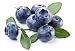 Sweet Crisp Blueberry 300+ Seeds 646263362792 + 2 Free Plant Markers - Very Sweet Flavor