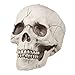 Boland 74378 - Deko Schädel Jawbone mit beweglichem Kiefer, Totenkopf Dekoration für Halloween, Partydeko, Gruselparty Deko 4 günstig Kaufen-Boland 74378 - Deko Schädel Jawbone mit beweglichem Kiefer, Totenkopf Dekoration für Halloween, Partydeko, Gruselparty