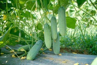 Pmw -Vegetable Seeds - Cucumber Seeds - 100% Organic F1 Hybrid Seeds Pack of 25 Seeds (B07YBYHVJJ) Amazon Price History, Amazon Price Tracker
