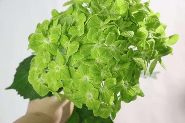 Amazon｜PURIZA 紫陽花 生花 切花 お祝い 誕生日 祝辞 開店祝い 記念日