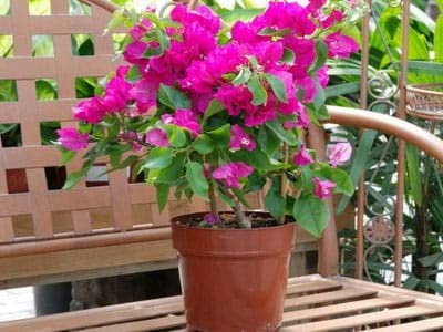 See full amazon price history chart for MARINE TREE Live Plant Bougainvillea/Boganvilla Point Rare Suitable Balcony Garden Plant(1 Healthy Live Plant) MARINE TREE Live Plant Bougainvillea/Boganvilla Point Rare Suitable Balcony Garden Plant(1 Healthy Live Plant) (B0BPLR6W79) Amazon Price History, Amazon Price Tracker