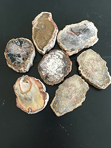 G.i.i Multicolor Petrified Wood Slab Natural Fossil Mineral Slice Collectible Fossilized Tree Crystal Polished Decor Stone, Approx. 3"X2.5" From Madagascar, (1 Pc.) #TOP1