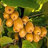 200 piezas semillas de bayas de kiwi, árboles comprar regalos sostenibles para mujeres planta de kiwi regalos ecológicos comprar árboles frutales planta de interior semillas de frutas macetas