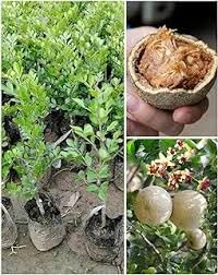 Questa nursery Dwarf Wood Apple Kodbel Grafted Plant - Yielding Early Fruit Tree, Plant Height 1-1.5 feet (1 Healthy Live Plant on Grow Bag For Home Garden)