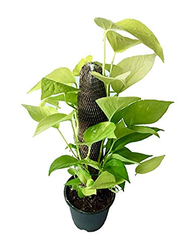 money plant live include pot with moss stick (B08N5621KQ) Amazon Price History, Amazon Price Tracker