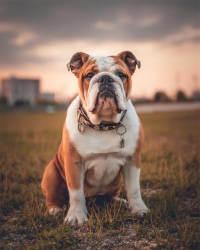 Kit broderie perles bouledogue : créez votre décoration murale