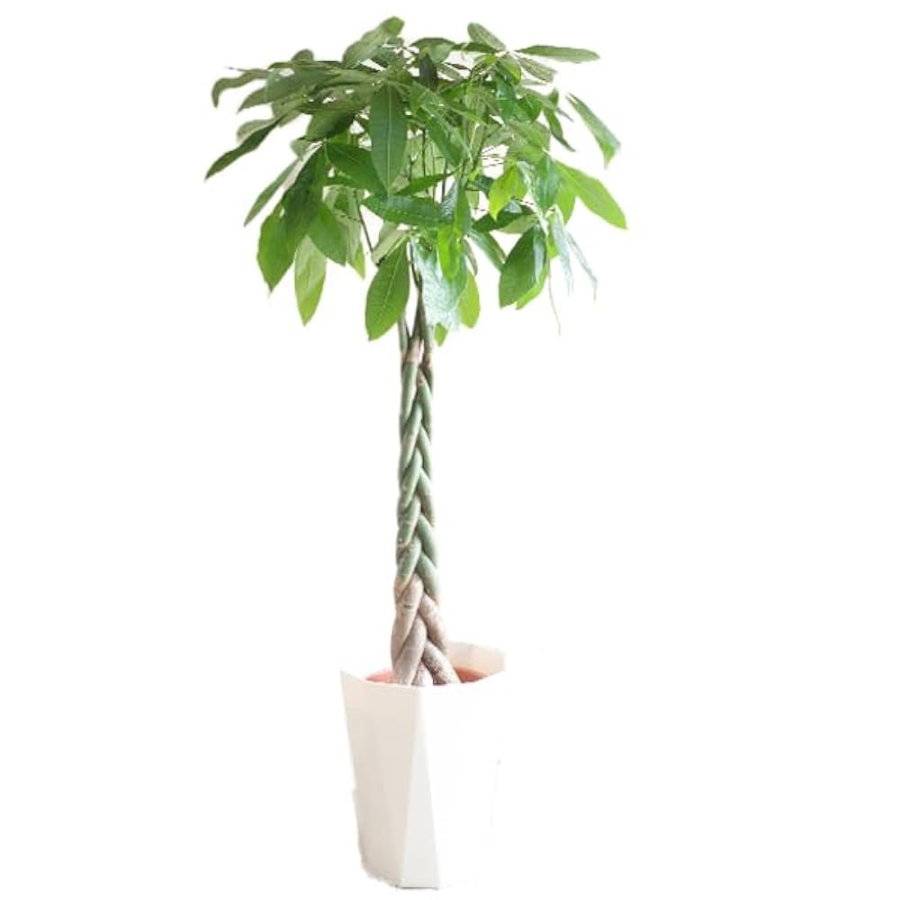 パキラ。大型。鉢付き 観葉植物 本物 パキラ 10号 鉢カバー 付き セット 大型 室内用