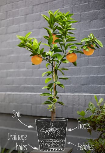 Gardenera Citrus Tree Potting Soil Mix, Special Blend For Indoor Oranges, Lemons, Limes And More - (4 Quart Bag) #TOP5